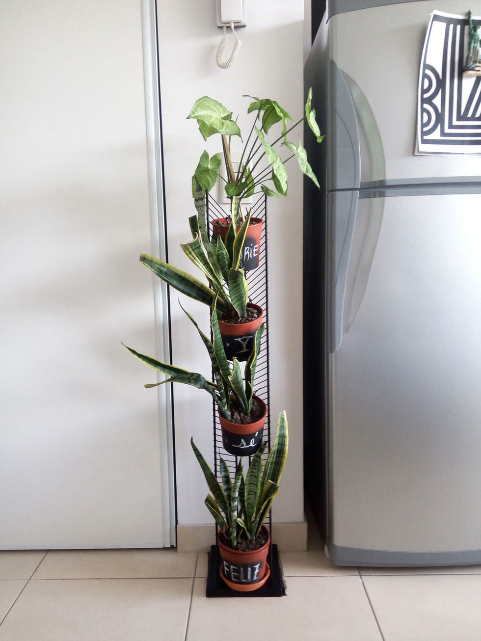 Flowerpot, Flower, Plant, Houseplant, Room, Floristry, Floral design, Anthurium, Ikebana, Glass, 