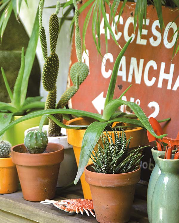 Flowerpot, Flower, Cactus, Houseplant, Plant, Terrestrial plant, Botany, Flowering plant, 