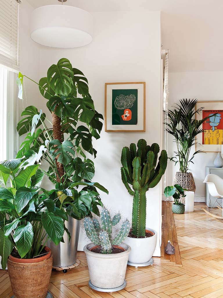 Flowerpot, Houseplant, Cactus, Plant, Green, Room, Flower, Botany, Leaf, Interior design, 