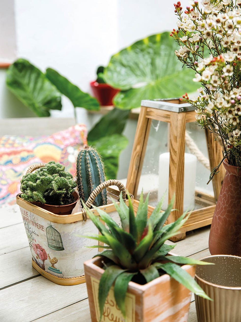 Flowerpot, Cactus, Houseplant, Plant, Flower, Leaf, Succulent plant, Room, 
