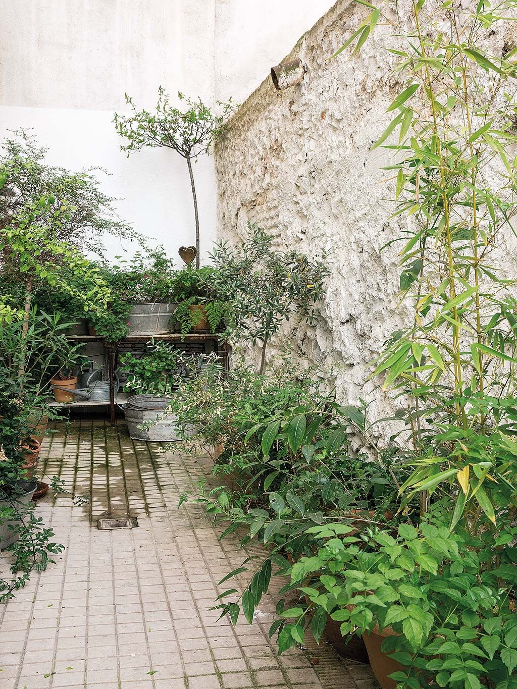 Plant, Flowerpot, Shrub, Garden, Backyard, Walkway, Yard, Herb, Flagstone, Courtyard, 