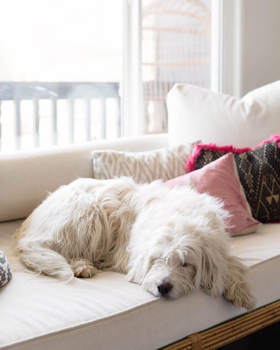 dog, canidae, dog breed, companion dog, maltese, furniture, carnivore, fur, room, west highland white terrier,