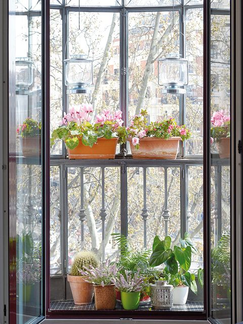 Flowerpot, Plant, Glass, Flower, Interior design, Fixture, Houseplant, Iron, Annual plant, Daylighting, 