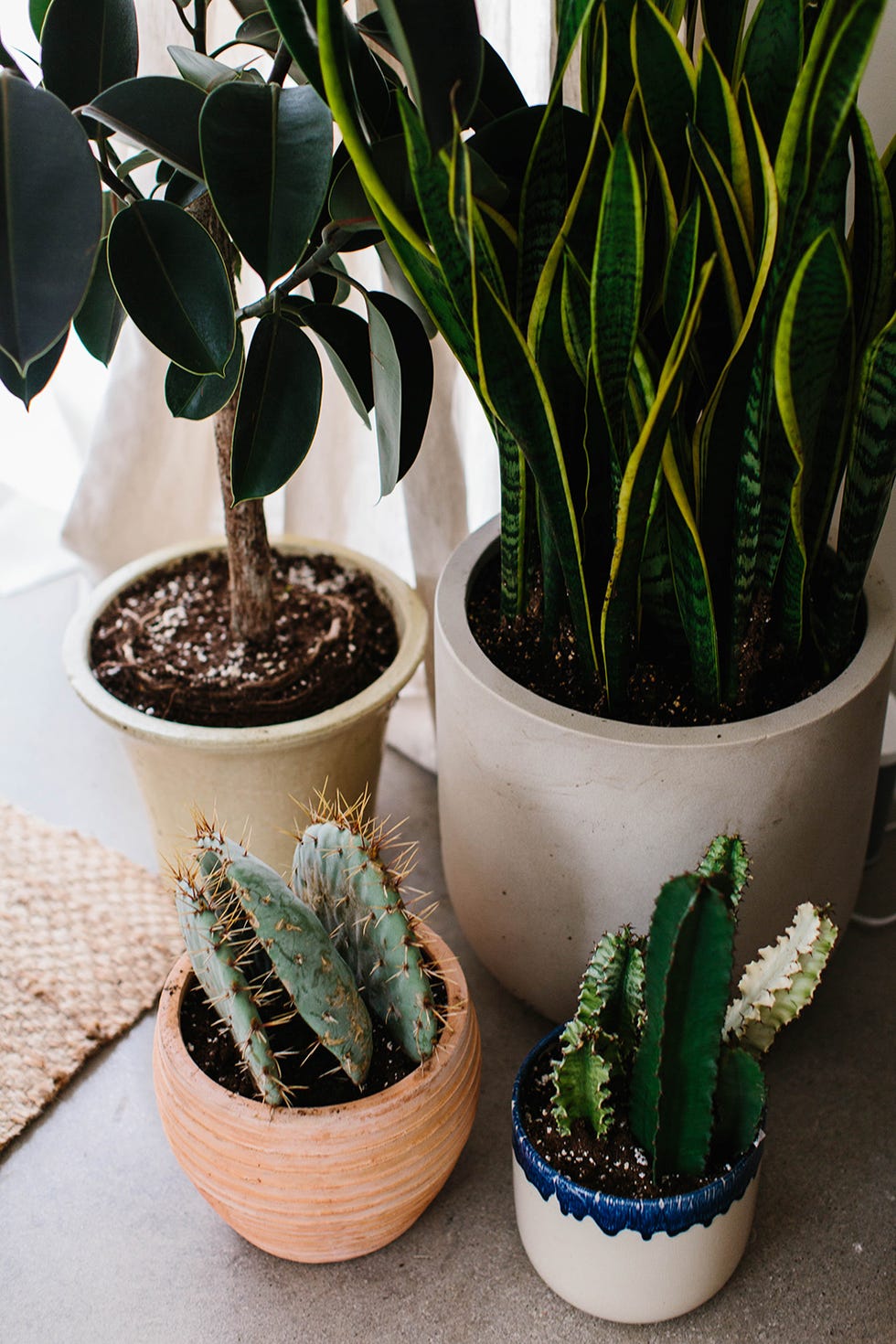 Flower, Flowerpot, Houseplant, Plant, Terrestrial plant, Leaf, Botany, Cactus, Flowering plant, Plant stem, 