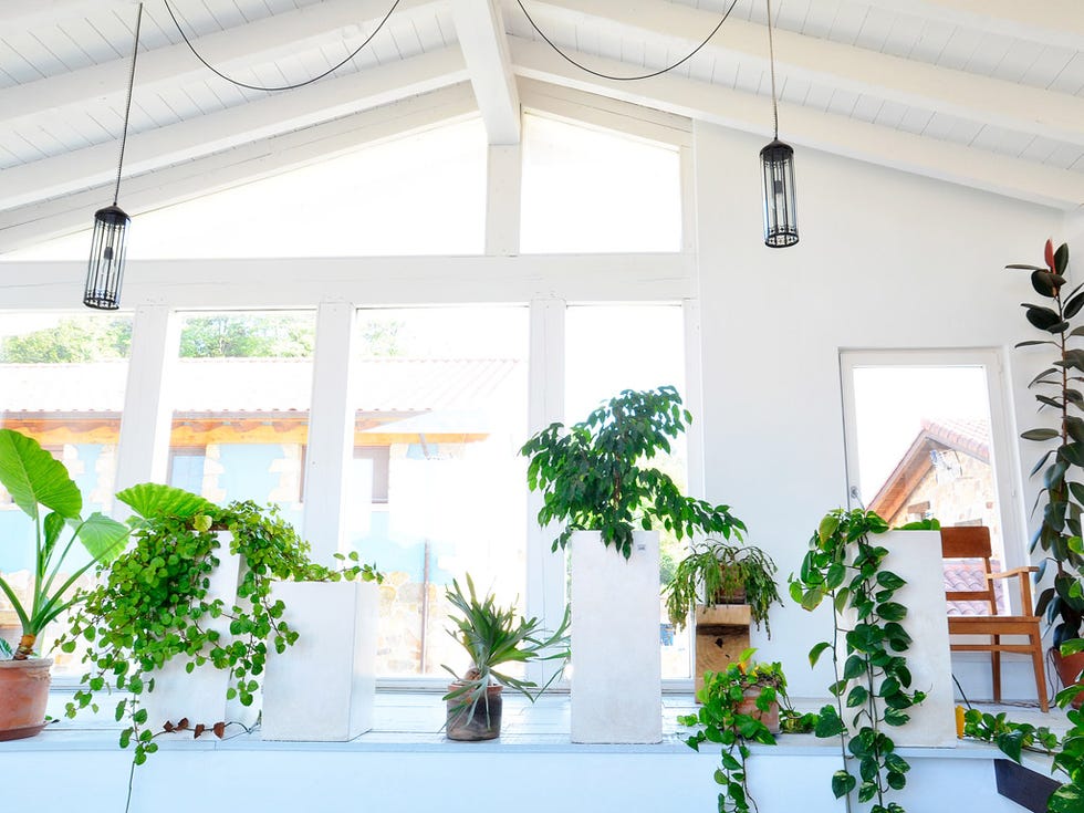 Green, Houseplant, Ceiling, Architecture, Building, Flowerpot, Plant, Window, Room, Interior design, 