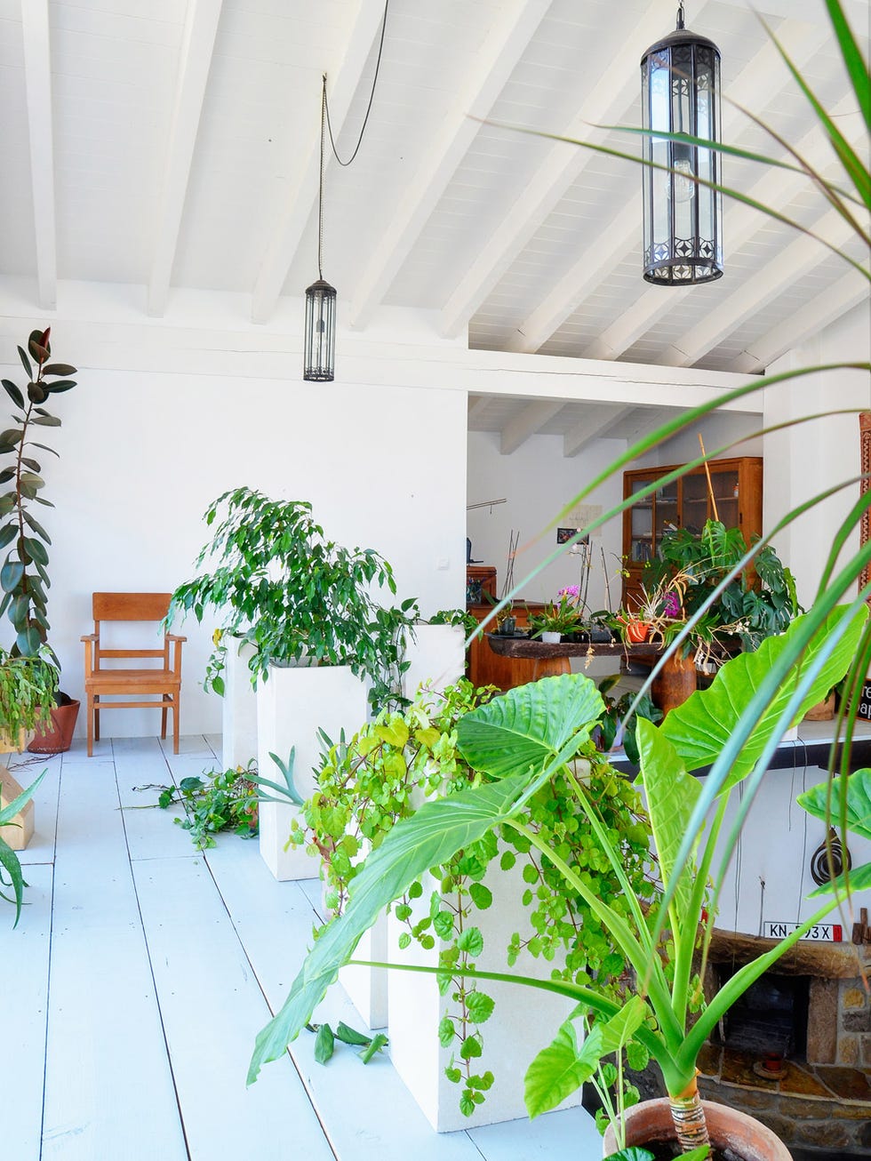 Green, Houseplant, Property, Room, Plant, Botany, House, Real estate, Home, Building, 