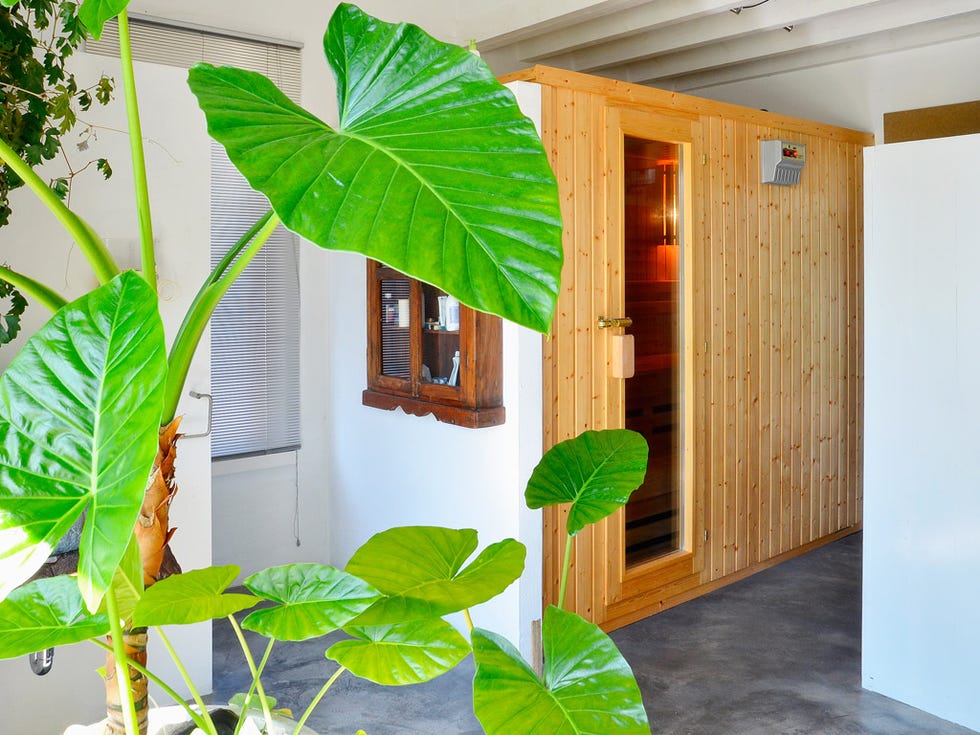 Green, Leaf, Houseplant, Plant, Room, Flower, Botany, House, Flowerpot, Herb, 