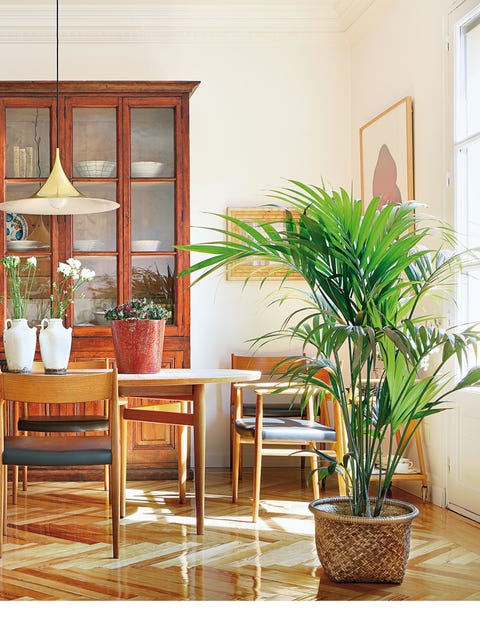 Wood, Flowerpot, Interior design, Floor, Flooring, Hardwood, Chair, Interior design, Houseplant, Kitchen & dining room table, 