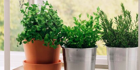 Flowerpot, Houseplant, Plant, Flower, Herb, Window, Shelf, Shrub, Rectangle, Balcony, 