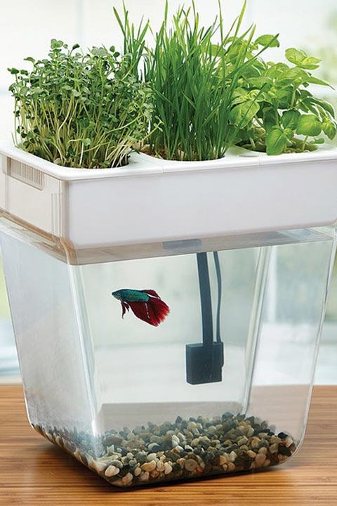 Flowerpot, Aquarium, Grass, Grass family, Plant, Houseplant, Freshwater aquarium, Herb, Aquatic plant, Aquarium decor, 