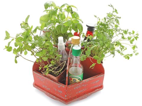 Ingredient, Interior design, Flowerpot, Herb, Produce, Houseplant, Annual plant, Plant stem, Herbal, Basket, 