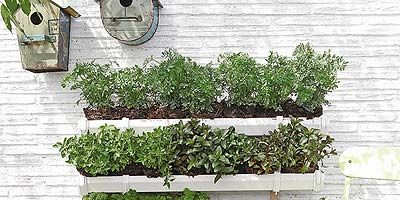 Herb, Annual plant, Non-vascular land plant, Liverwort, 
