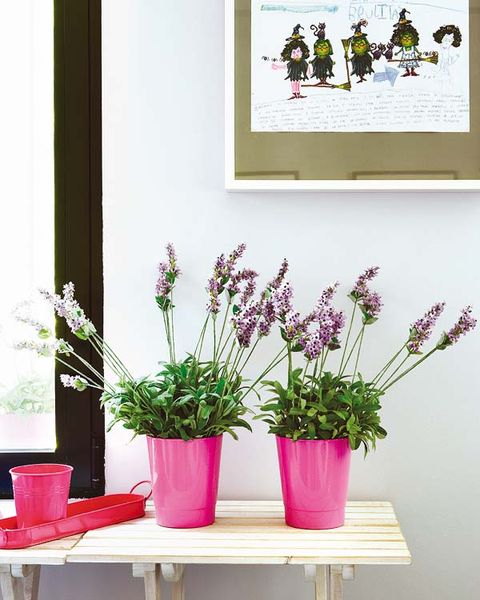 Flower, Purple, Interior design, Wall, Magenta, Flowerpot, Lavender, Botany, Artifact, Flowering plant, 