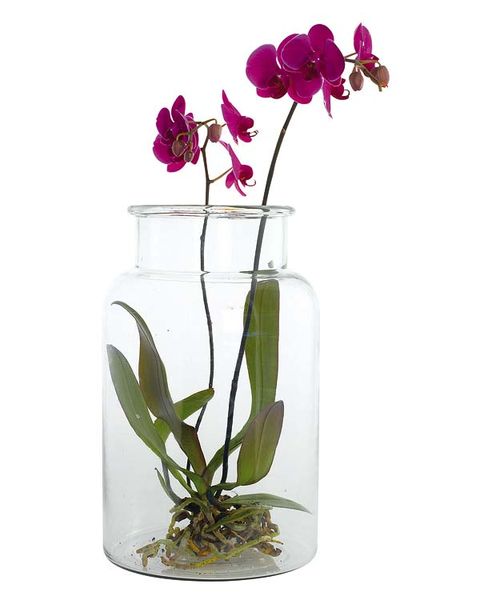 Petal, Glass, Flower, Botany, Flowering plant, Magenta, Terrestrial plant, Cut flowers, Vase, Still life photography, 