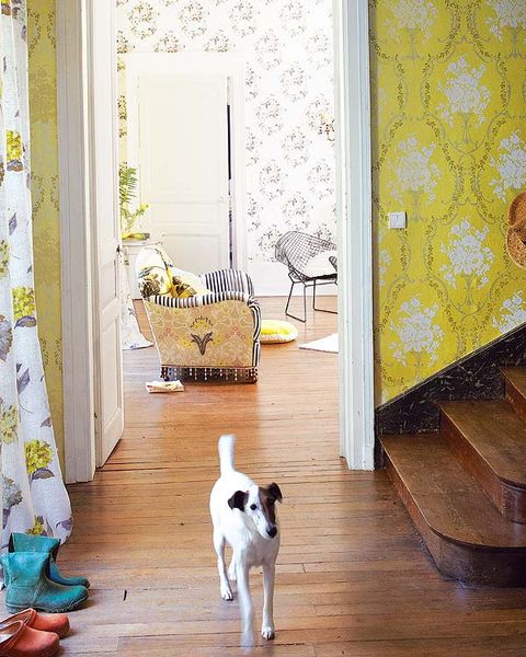 Floor, Flooring, Yellow, Interior design, Wood, Dog breed, Room, Dog, Carnivore, Home, 