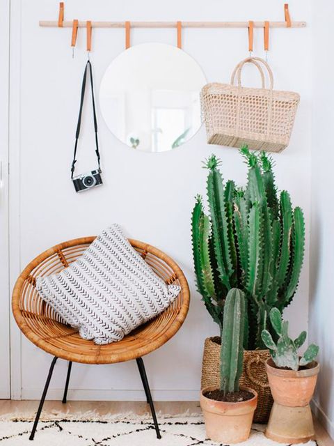 Cactus, Flowerpot, Room, Houseplant, Succulent plant, Plant, Furniture, Table, Saguaro, Flower, 