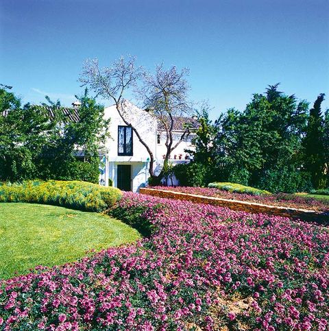 Shrub, Garden, Flower, Purple, Petal, Groundcover, Annual plant, Spring, Flowering plant, Botanical garden, 