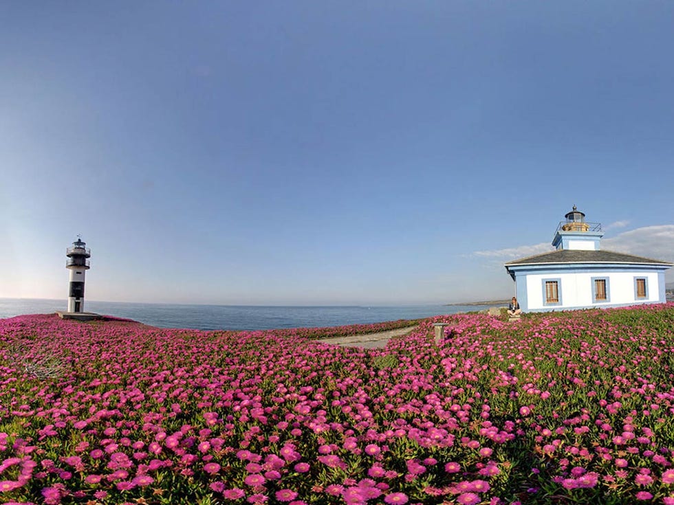 Sky, Flower, Plant, Pink, Spring, Wildflower, Landscape, Lighthouse, Magenta, Tower, 