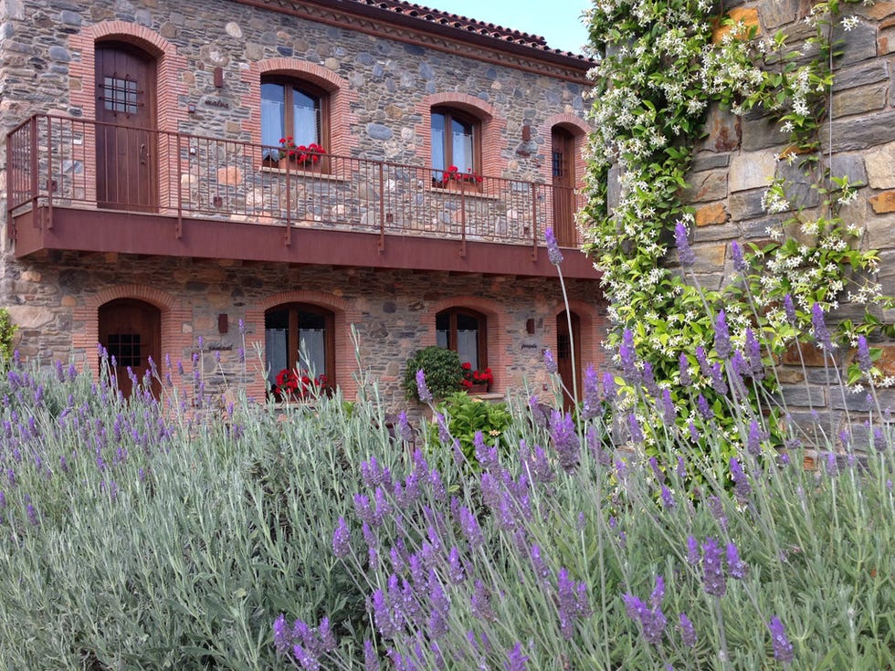 Lavender, English lavender, Lavender, Flower, Property, Plant, House, Grass family, Architecture, Building, 