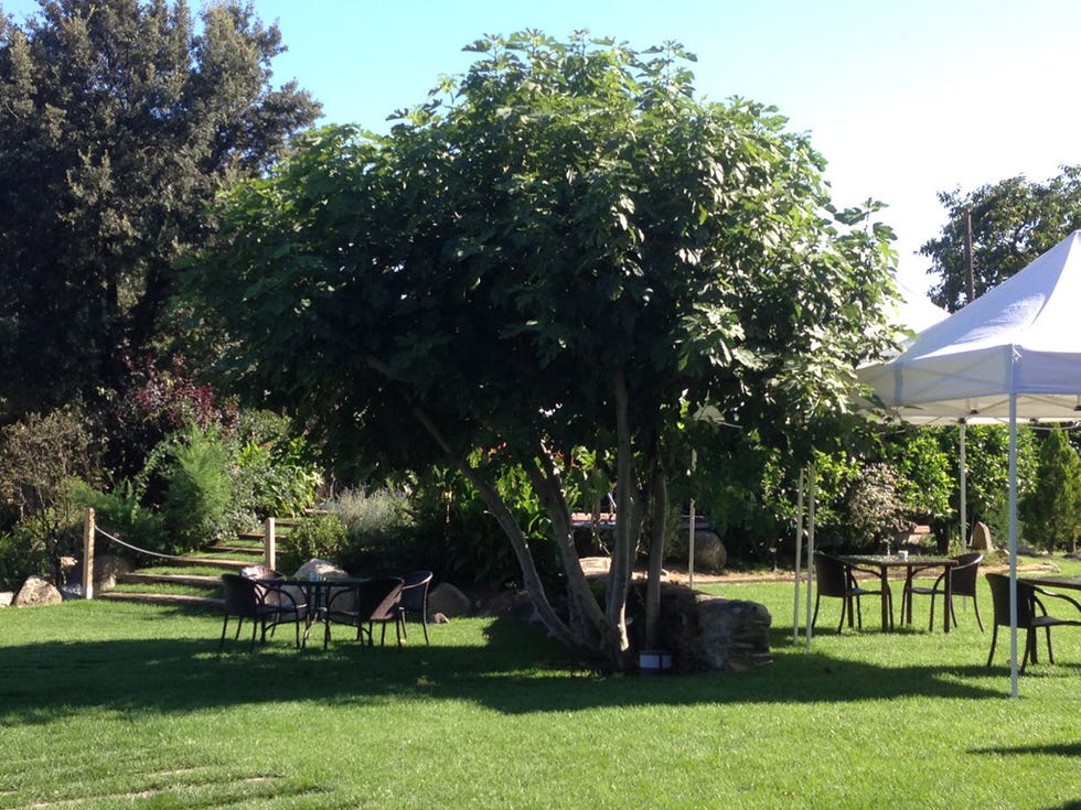 Tree, Botany, Grass, Woody plant, Park, Plant, Shade, Leisure, Lawn, Recreation, 