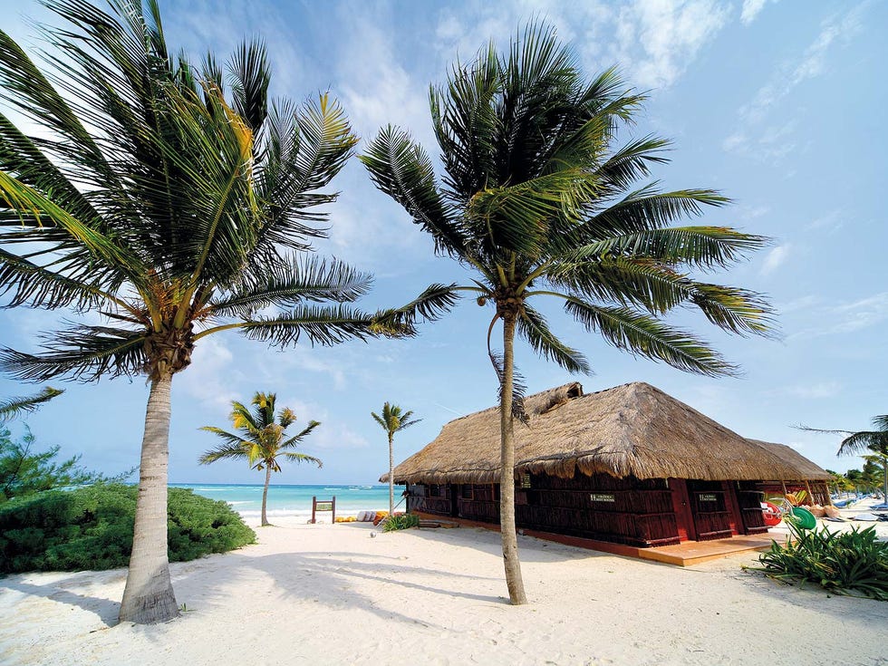 Tree, Tropics, Palm tree, Arecales, Sky, Vacation, Attalea speciosa, Beach, Elaeis, Woody plant, 