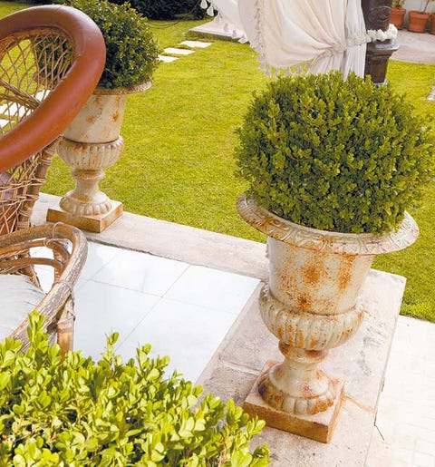 Shrub, Garden, Groundcover, Yard, Landscaping, Courtyard, Herb, Hedge, Cypress family, 
