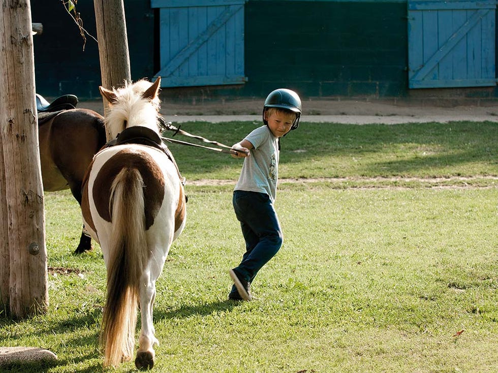 Horse, Mammal, Vertebrate, Bridle, Halter, Horse tack, Rein, Pack animal, Mane, Mare, Horse, Mammal, Vertebrate, Bridle, Halter, Horse tack, Rein, Pack animal, Mane, Mare,