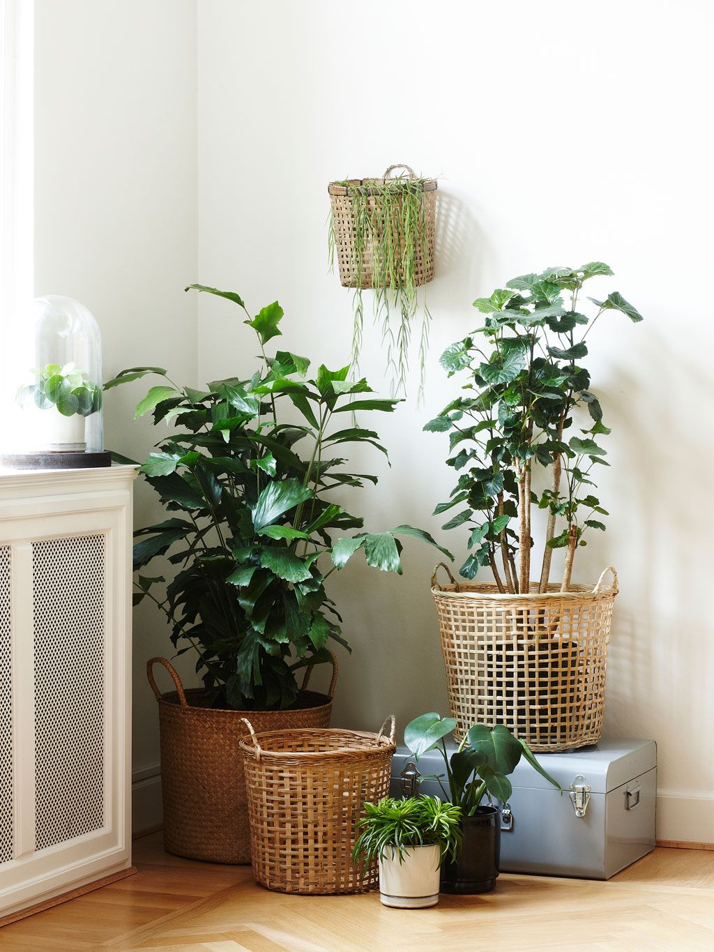 Cómo decorar con plantas de interior