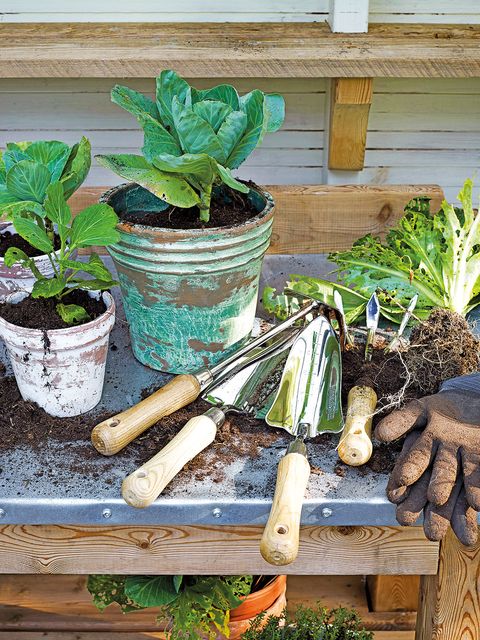 Flowerpot, Plant, Flower, Houseplant, Herb, Vegetable, Garden, Wood, Soil, Leaf vegetable, 