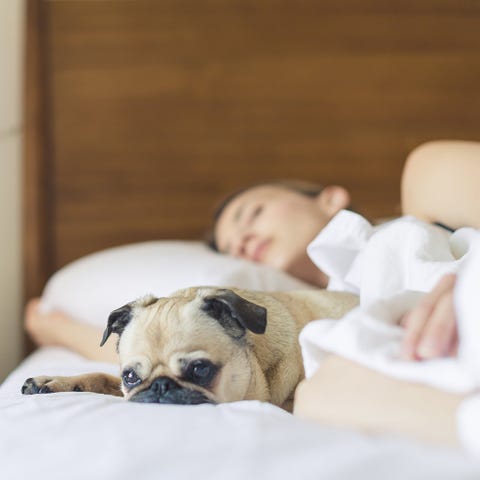 Dog, Canidae, Pug, Skin, French bulldog, Dog breed, Companion dog, Puppy, Bulldog, Carnivore, 