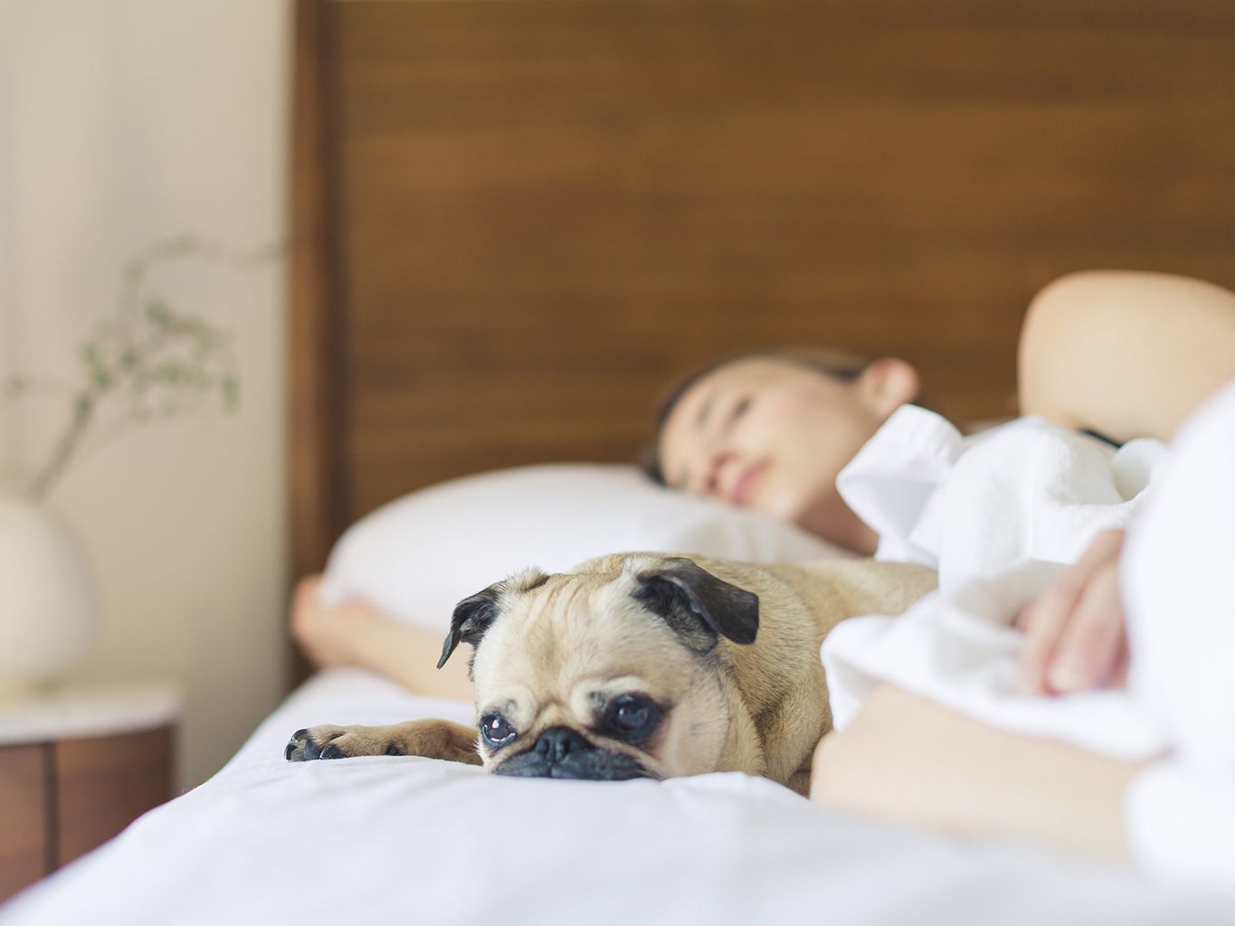 Dog, Canidae, French bulldog, Companion dog, Skin, Bulldog, Dog breed, Nap, Pug, Snout, 