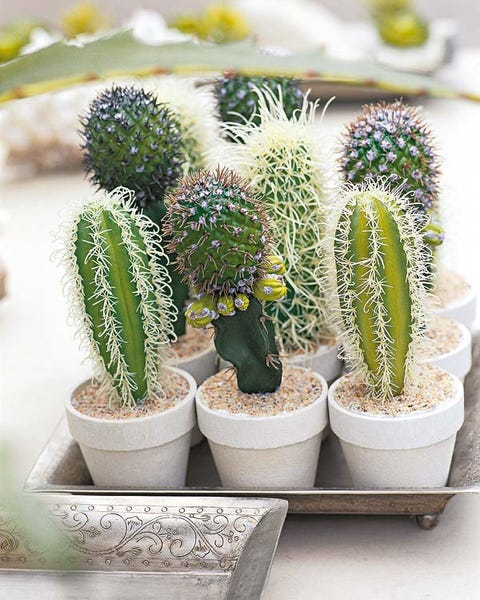 Vegetation, Green, Daytime, White, Flowerpot, Adaptation, Botany, Terrestrial plant, Garden, Flowering plant, 