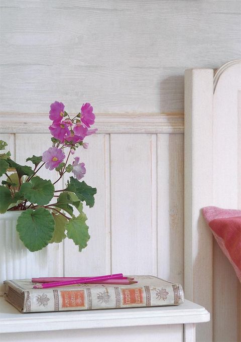 Petal, Flower, Wall, Purple, Violet, Flowering plant, Shrub, Annual plant, Rectangle, Still life photography, 
