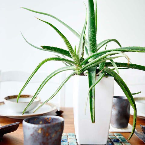 Flowerpot, Leaf, Interior design, Terrestrial plant, Botany, Houseplant, Flowering plant, Serveware, Plant stem, Vase, 