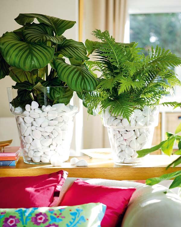 15 Ideas para decorar plantas de interior