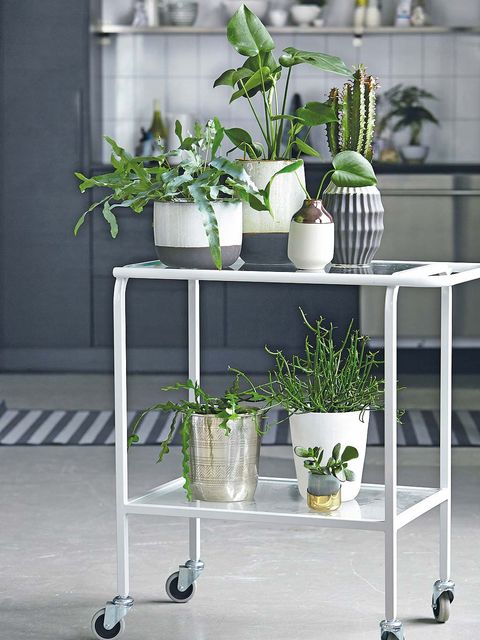 Flowerpot, Interior design, Vase, Houseplant, Design, Rolling, Annual plant, Still life photography, Plant stem, Cleanliness, 