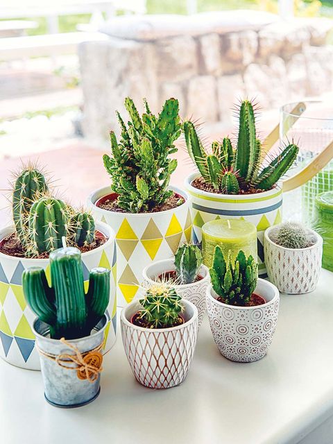 Ideas para decorar la casa con cactus - Decorar con plantas