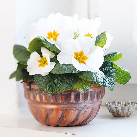 Petal, Flowerpot, Flower, Flowering plant, Interior design, Still life photography, Vase, Serveware, Houseplant, Pottery, 