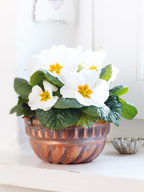 Petal, Flower, Flowerpot, Flowering plant, Interior design, Paint, Vase, Still life photography, Houseplant, Floral design, 