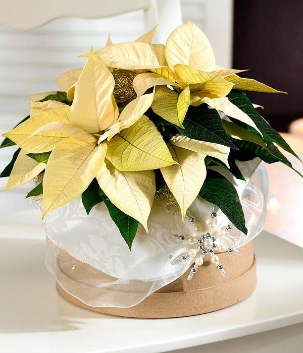 Tips for Buying Poinsettias