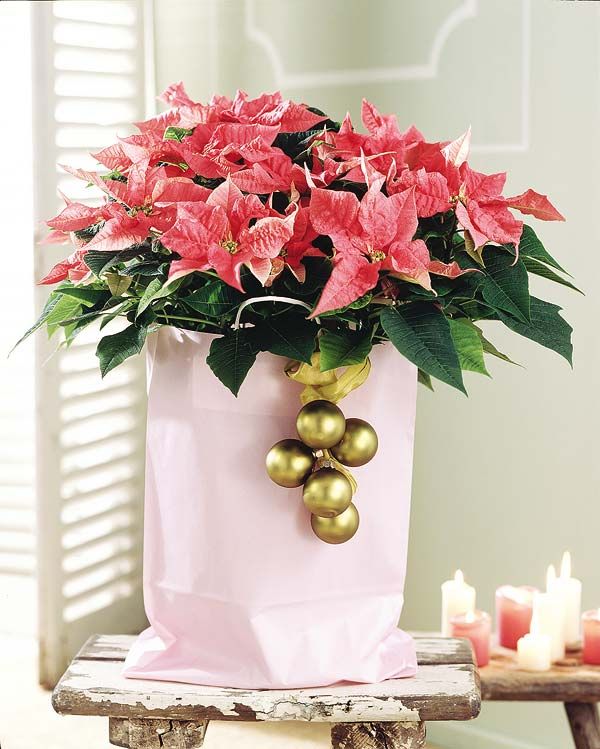 Tips for Buying Poinsettias