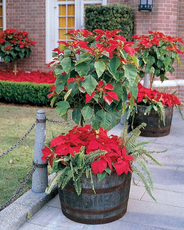 Tips for Buying Poinsettias