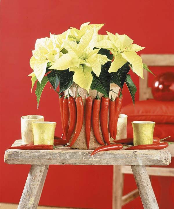 Tips for Buying Poinsettias