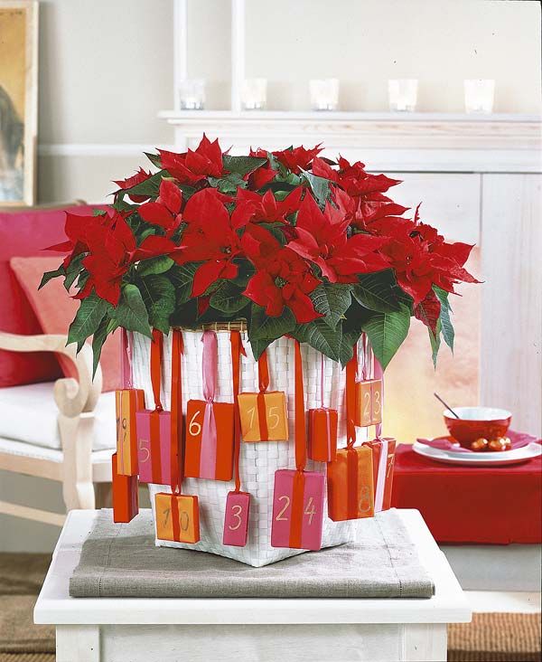 Tips for Buying Poinsettias
