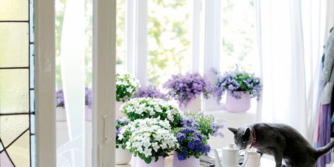 Interior design, Flowerpot, Purple, Lavender, Small to medium-sized cats, Room, Felidae, Cat, Carnivore, Violet, 