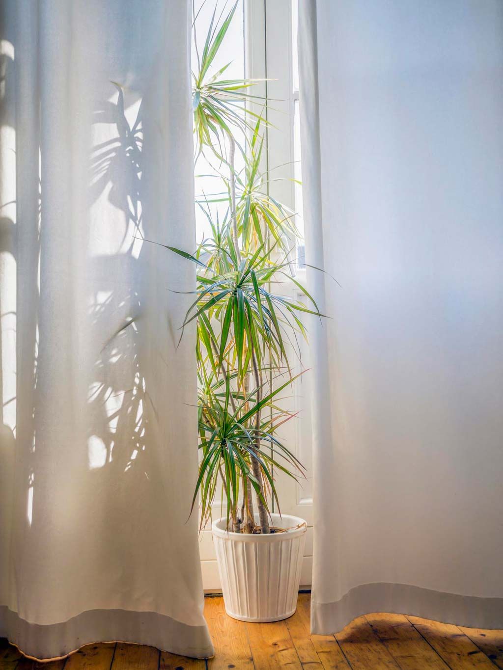 Curtain, Houseplant, Interior design, Window treatment, Plant, Textile, Room, Botany, Tree, Sunlight, 