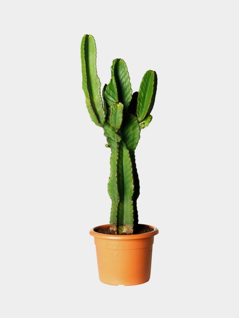 Flowerpot, Terrestrial plant, Botany, Houseplant, Flowering plant, Cactus, Thorns, spines, and prickles, Plant stem, Caryophyllales, San Pedro cactus, 
