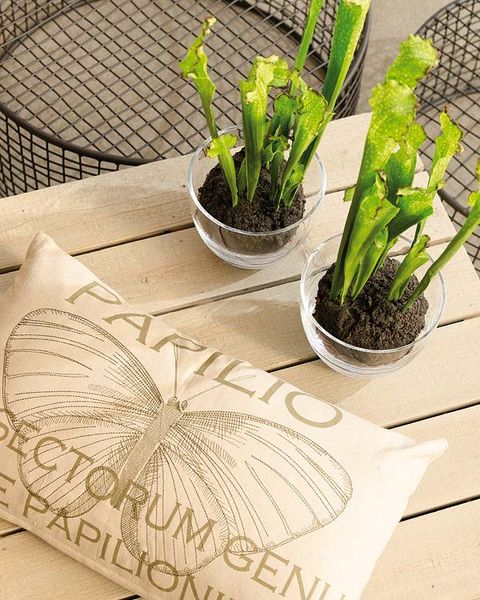 Flowerpot, Terrestrial plant, Interior design, Home accessories, Herb, Line art, Houseplant, Paper, Paper product, Annual plant, 