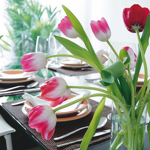 Petal, Flower, Red, Pink, Dishware, Flowering plant, Botany, Serveware, Terrestrial plant, Plate, 