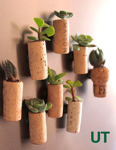 mini suculentas en corchos de botellas